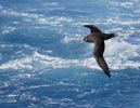 Spectacled Petrel (Procellaria conspicillata) photo, In Flight, Tristan de Cunha, March, 2006