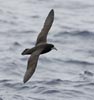 Spectacled Petrel (Procellaria conspicillata) photo, In Flight, North of Tristan de Cunha, March, 2006