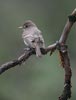 Western Wood-Pewee (Contopus sordidulus) photo, Adult, Santa Cruz Cnty, AZ, July, 2006