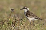 St. Helena Plover (Charadrius sanctaehelenae) photo, Adult, St. Helena, March, 2006