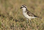 St. Helena Plover (Charadrius sanctaehelenae) photo, Adult, St. Helena, March, 2006