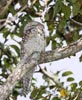 Great Potoo (Nyctibius grandis) photo, , Canal Zone, Panama, December, 2005