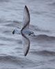 Antarctic Prion (Pachyptila desolata) photo, In Flight, South Georgia, March, 2006