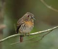 White-whiskered Puffbird (Malacoptila panamensis) photo, Adult Female, Canal Zone, Panama, November, 2005