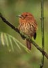 White-whiskered Puffbird (Malacoptila panamensis) photo, Adult Male, Canal Zone, Panama, November, 2005