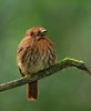 White-whiskered Puffbird (Malacoptila panamensis) photo, Adult Male, Canal Zone, Panama, November, 2005