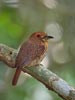 White-whiskered Puffbird (Malacoptila panamensis) photo, Adult Male, Canal Zone, Panama, December, 2005