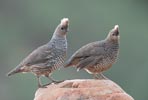 Scaled Quail (Callipepla squamata) photo, Pair, Pima Cnty, AZ, July, 2006