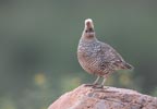 Scaled Quail (Callipepla squamata) photo, Adult Male, Pima Cnty, AZ, July, 2006