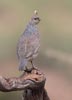 Scaled Quail (Callipepla squamata) photo, Adult Male, Pima Cnty, AZ, July, 2006