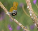 Buff-throated Saltator (Saltator maximus) photo, Adult, El Valle, Cocl�, Panama, December, 2005