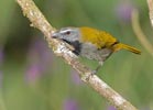 Buff-throated Saltator (Saltator maximus) photo, Adult, El Valle, Cocl�, Panama, December, 2005