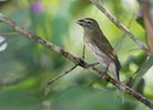 Streaked Saltator (Saltator albicollis) photo, Adult, El Valle, Cocl�, Panama, December, 2005