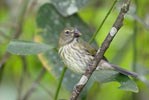 Streaked Saltator (Saltator albicollis) photo, Adult, El Valle, Cocl�, Panama, December, 2005