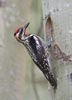 Red-naped Sapsucker (Sphyrapicus nuchalis) photo, Adult Female, Deschutes Cnty, OR, July, 2006