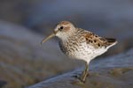 Western Sandpiper (Calidris mauri) photo, Breeding Adult, Santa Clara Cnty, CA, April, 2006