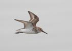 Western Sandpiper (Calidris mauri) photo, Breeding Adult in Flight, Santa Clara Cnty, CA, May, 2006