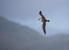 Greater Shearwater (Puffinus gravis) photo, In Flight, Nightingale Island, March, 2006