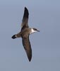 Greater Shearwater (Puffinus gravis) photo, In Flight, Gough Island, March, 2006