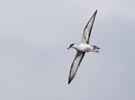 Greater Shearwater (Puffinus gravis) photo, In Flight, Nightingale Island, March, 2006