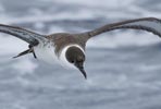Greater Shearwater (Puffinus gravis) photo, In Flight, Nightingale Island, March, 2006