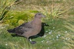 Brown Skua (Catharacta lonnbergi) photo, Juvenile, Prion Island, South Georgia, March, 2006