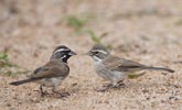 Black-throated Sparrow (Amphispiza bilineata) photo, Adult and Juvenile, Santa Cruz Cnty, AZ, July, 2006