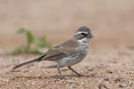 Black-throated Sparrow (Amphispiza bilineata) photo, Juvenile, Santa Cruz Cnty, AZ, July, 2006