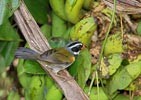 Orange-billed Sparrow (Arremon aurantiirostris) photo, Subadult, El Valle, Cocl�, Panama, November, 2005