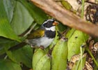 Orange-billed Sparrow (Arremon aurantiirostris) photo, Subadult, El Valle, Cocl�, Panama, December, 2005