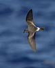 Band-rumped (Madeiran) Storm-Petrel (Oceanodroma castro) photo, In Flight, St. Helena, March, 2006