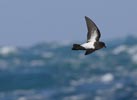 Black-bellied Storm-Petrel (Fregetta tropica) photo, In Flight, South Georgia, March, 2006