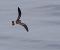 Leach's Storm-Petrel (Oceanodroma leucorhoa) photo, In Flight, 0.0N 17.52W, April, 2006