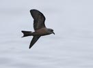 Leach's Storm-Petrel (Oceanodroma leucorhoa) photo, In Flight, 0.0N 17.52W, April, 2006