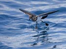 White-bellied Storm-Petrel (Fregetta grallaria) photo, In Flight, Gough Island, March, 2006