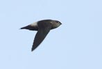 Band-rumped Swift (Chaetura spinicauda) photo, In Flight, Canal Zone, Panama, November, 2005