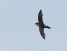 Band-rumped Swift (Chaetura spinicauda) photo, In Flight, Canal Zone, Panama, November, 2005