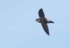 Band-rumped Swift (Chaetura spinicauda) photo, In Flight, Canal Zone, Panama, November, 2005