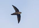 Band-rumped Swift (Chaetura spinicauda) photo, In Flight, Canal Zone, Panama, November, 2005