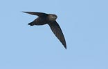Band-rumped Swift (Chaetura spinicauda) photo, In Flight, Canal Zone, Panama, November, 2005