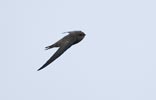 Cape Verde Swift (Apus alexandri) photo, Adult in Flight, Cape Verde Islands, April, 2006