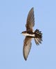 White-throated Swift (Aeronautes saxatalis) photo, In Flight, Santa Clara Cnty, CA, June, 2006