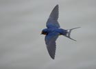 Barn Swallow (Hirundo rustica) photo, Adult in Flight, Santa Clara Cnty, CA, May, 2006