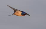 Barn Swallow (Hirundo rustica) photo, Adult in Flight, Santa Clara Cnty, CA, April, 2006
