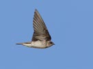 Northern Rough-winged Swallow (Stelgidopteryx serripennis) photo, Adult in Flight, Santa Clara Cnty, CA, June, 2006