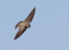 Northern Rough-winged Swallow (Stelgidopteryx serripennis) photo, Adult in Flight, Santa Clara Cnty, CA, June, 2006