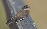 Northern Rough-winged Swallow (Stelgidopteryx serripennis) photo, Juvenile, Santa Clara Cnty, CA, June, 2006