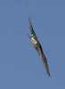 Violet-green Swallow (Tachycineta thalassina) photo, Adult Male in Flight, Santa Clara Cnty, CA, June, 2006
