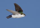 Violet-green Swallow (Tachycineta thalassina) photo, Adult Male in Flight, Santa Clara Cnty, CA, June, 2006