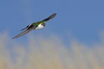 Violet-green Swallow (Tachycineta thalassina) photo, Adult Male in Flight, Santa Clara Cnty, CA, June, 2006